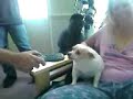 Crazy Chi Chi Loves Lassie! Crazy Chi Chi Loves Lassie!