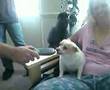 Crazy Chi Chi Loves Lassie!