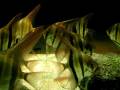Swarm of Altum Angelfish and a stingray / Altumskalare und Rochen @ a Zoo Aquarium [1/1]