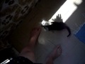 Maru chan - shadow chasing