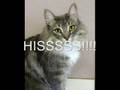 Warrior Cat Revenge-episode 2 (no Voice Version)