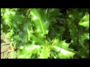 Wildlife Garden : Drought Tolerant Plants Wildlife Garden : Drought Tolerant Plants