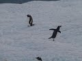 Gentoo Going Crazy