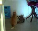 bitchfight / catfight