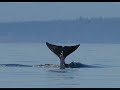 Orca Song Orca Song