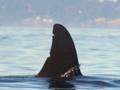 Orca Song