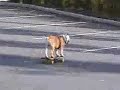 Skater dog