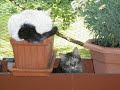 Cats in Love - A Real True Story