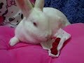 Adopt Raspberry Keebler Cookie