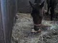 Ineczka i chlebek;D