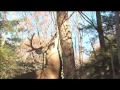 Deer  Behavior part 2 -Deer and Deer Hunting .com