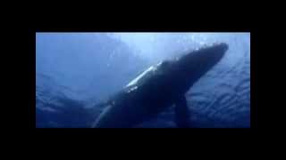 Cantos de la Ballena Jorobada - Instituto de la Patagonia, 44 años