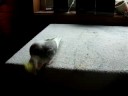 Toki nymfkakadua bugar Toki nymfkakadua bugar