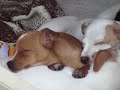 ?Sleeping puppies.. totally passed out ?Sleeping puppies.. totally passed out