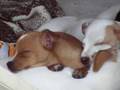 Sleeping puppies  totally passed out