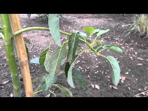 how to transplant a mature avocado tree