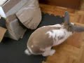 Really Crazy Bunny!