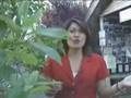 Jolene Sugarbaker and the Cicadas