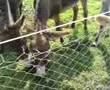 Cow vs Donkey - animals, cow, donkey, fight, nature