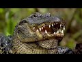 Cutest Baby Animals and Pets A002