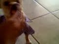 chihuahua attack