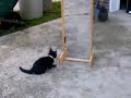 Cat -vs Cat
