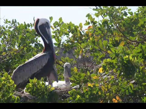 Galapagos