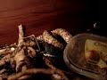 Lampropeltis getula floridana