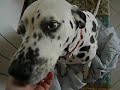Mayla la Dalmata di Rom@n@deROM@
