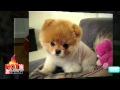 Cutest Dog Videos on Youtube