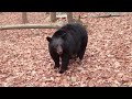 NJ Black Bears No Bear Hunt Chris Christie this is Not a Black Bear Attack