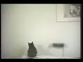 gatos