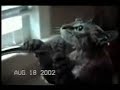 gatos