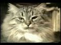 gatos
