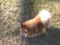 ポメラニアン動画