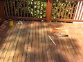 Cedar Deck with Problems