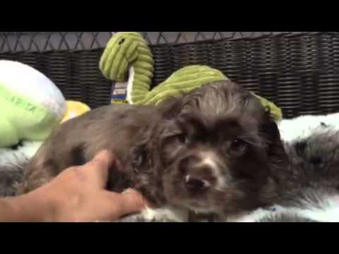 Handsome & Playful Cocker Spaniel boy!