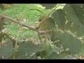 videos de How to ID Koelreuteria paniculata