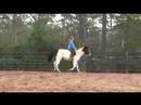 Fairplayhorse - Lark\