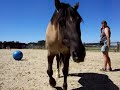 Klickertraining mit Criollo Cisko