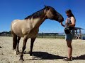 Klickertraining mit Criollo Cisko Klickertraining mit Criollo Cisko