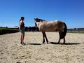 Klickertraining mit Criollo Cisko