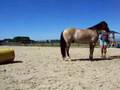 Klickertraining mit Criollo Cisko