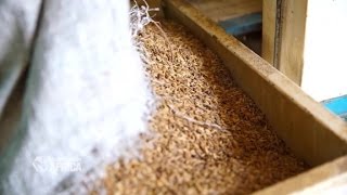 Liberia boosts it's rice production