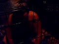 idiot in cage