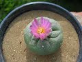 Peyote flowering Peyote flowering
