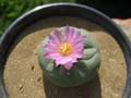 Peyote flowering