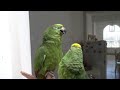 Estos loros verdes son muy chistosos y te hacen reir. Cantan, Hablan, Silban, Se Rien y Alaban a Dios. Les gusta mucho la compañia humana y son un encanto tenerlos en casa. Apreciamos mucho sus comentarios y gracias por compartir este video con su familia y amistades. MAS VIDEOS DE ESTOS LOROS: www.youtube.com Edad: 12 años | Viven hasta los 80 años ------------------------------------------------------- Nombre Científico: Amazona ochrocephala, Sud América ----------------------------------------------------------------------------- Conocido como: El loro real amazónico -------------------------------------------------------