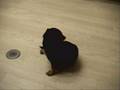 お預かりのワンちゃんたち