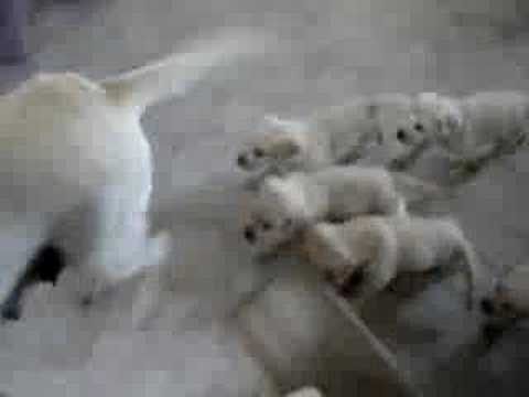 Labrador puppies persecuting their mother